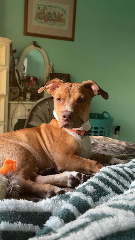 Bruno