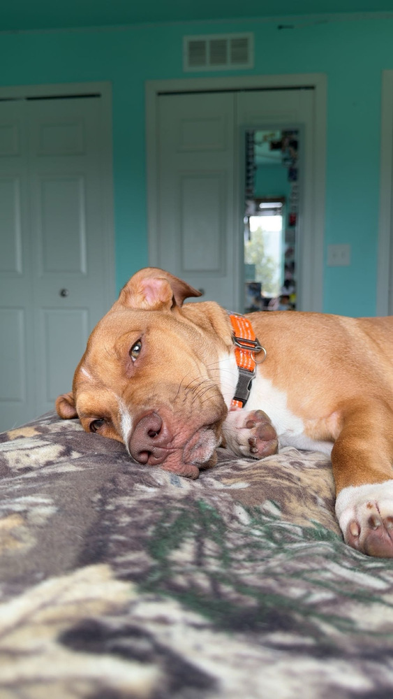 Bruno