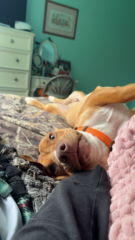 Bruno