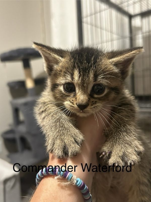 Commander Waterford