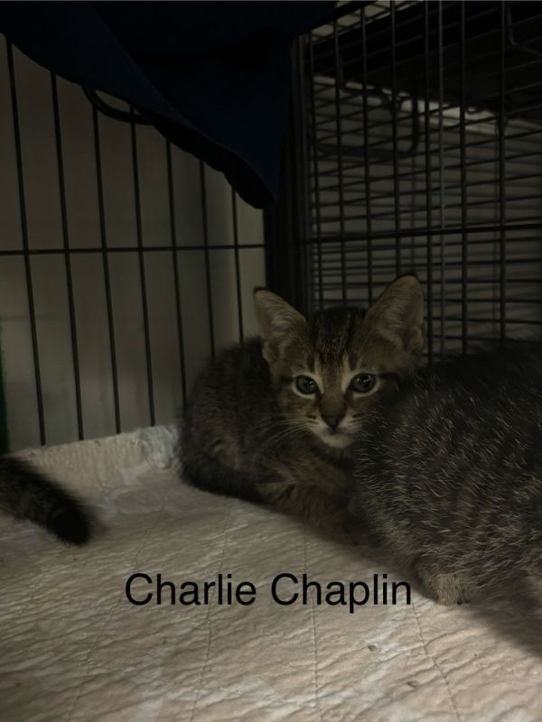Charlie Chaplin