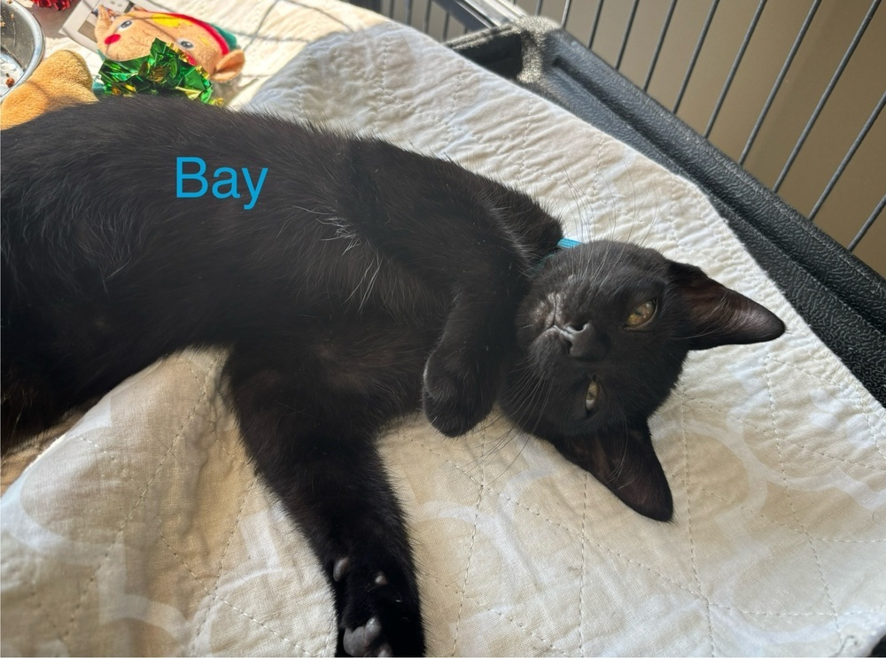 Bay