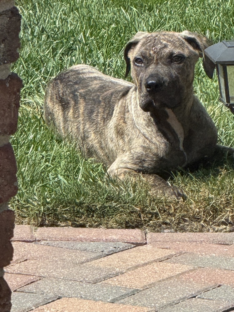 Alexander