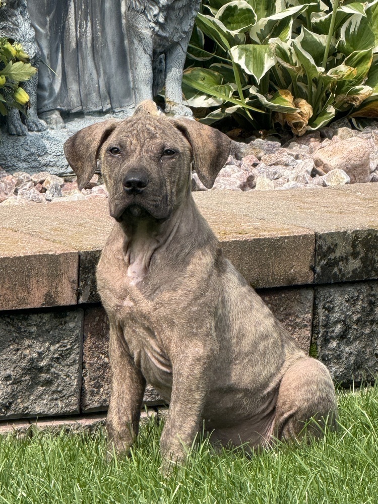 Alexander