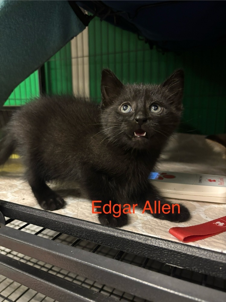 Edgar Allen