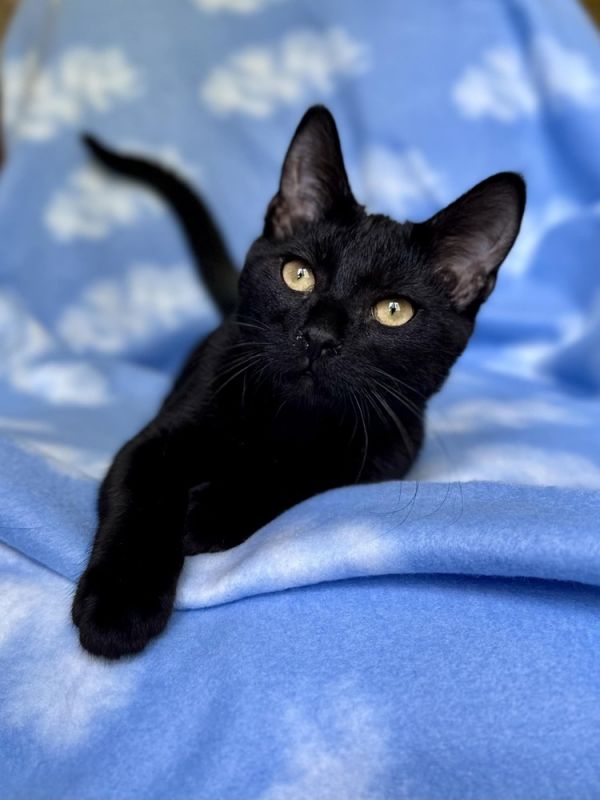 Blackie