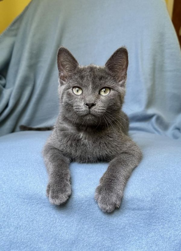 Pewter