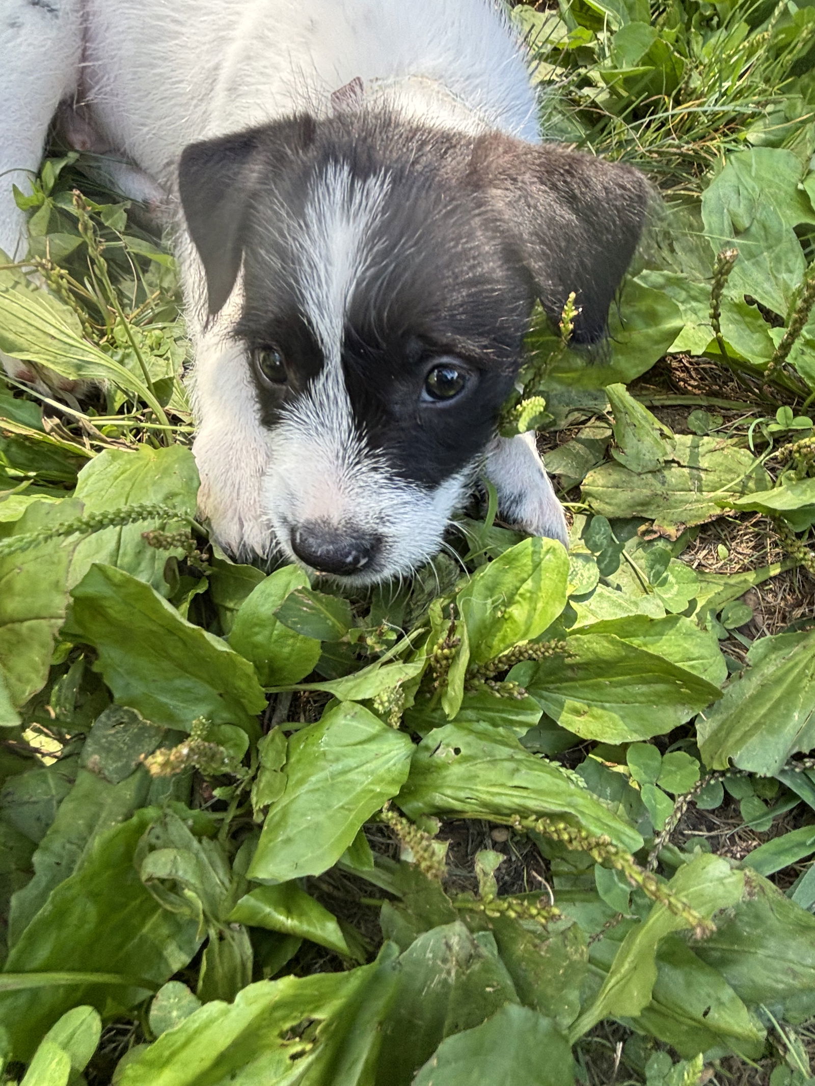 Chili