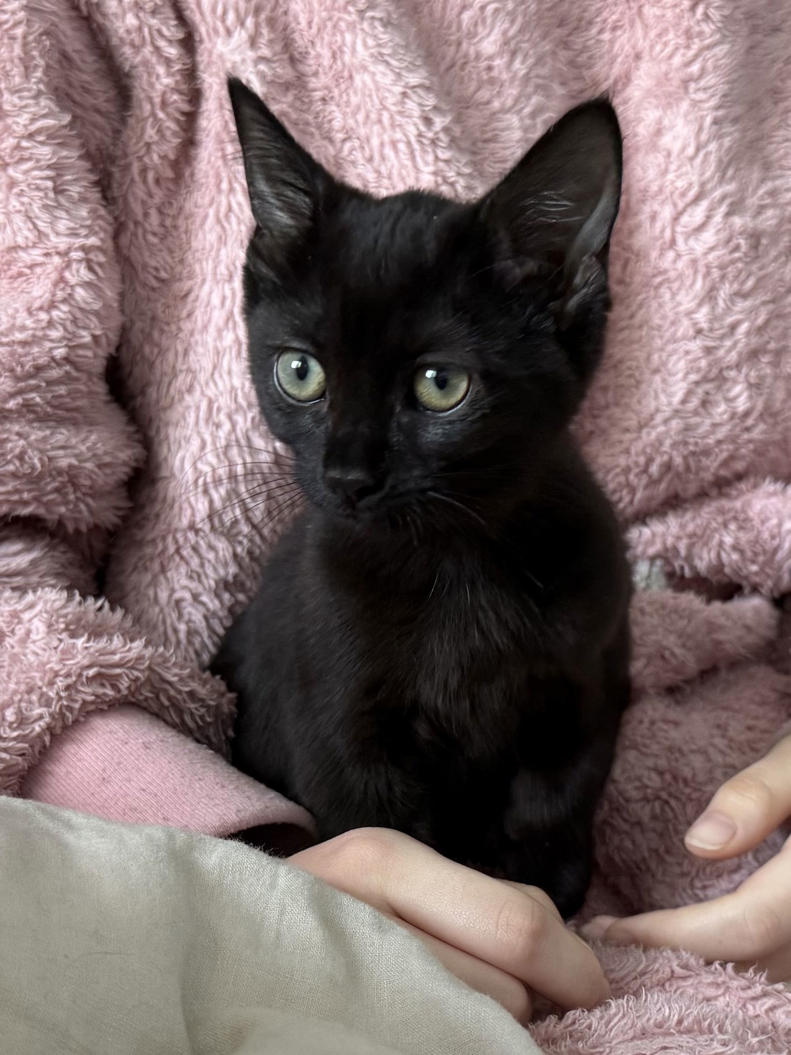 Onyx