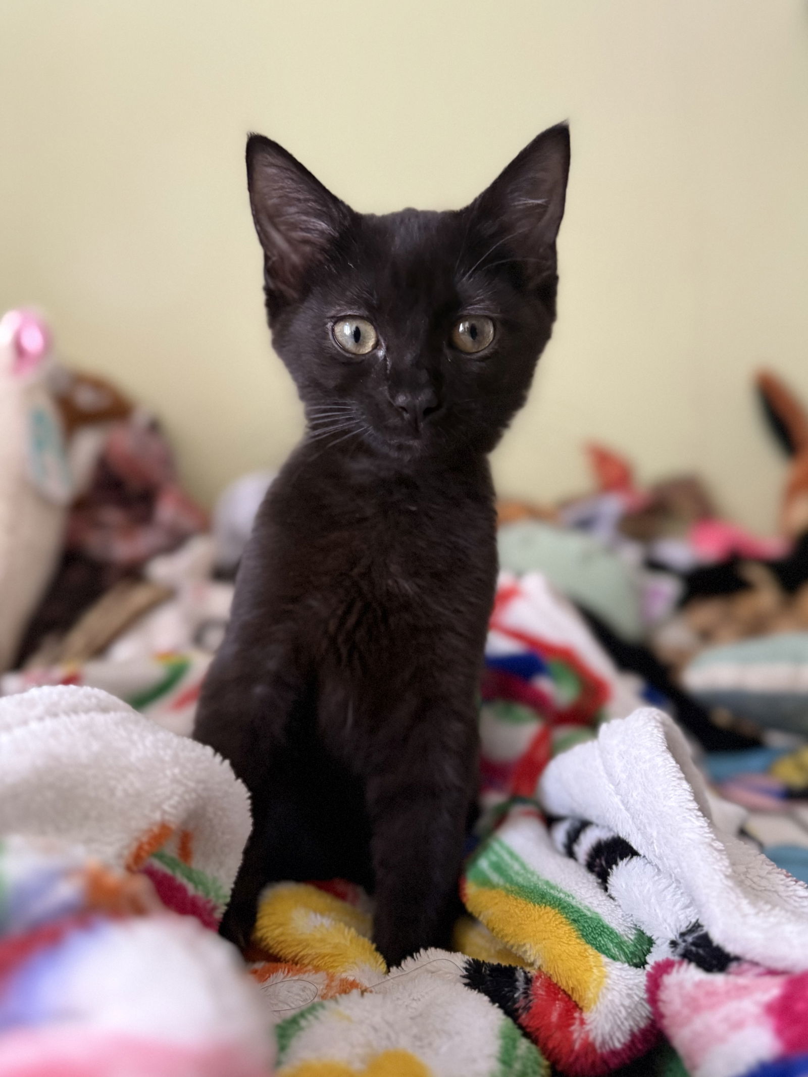 Onyx