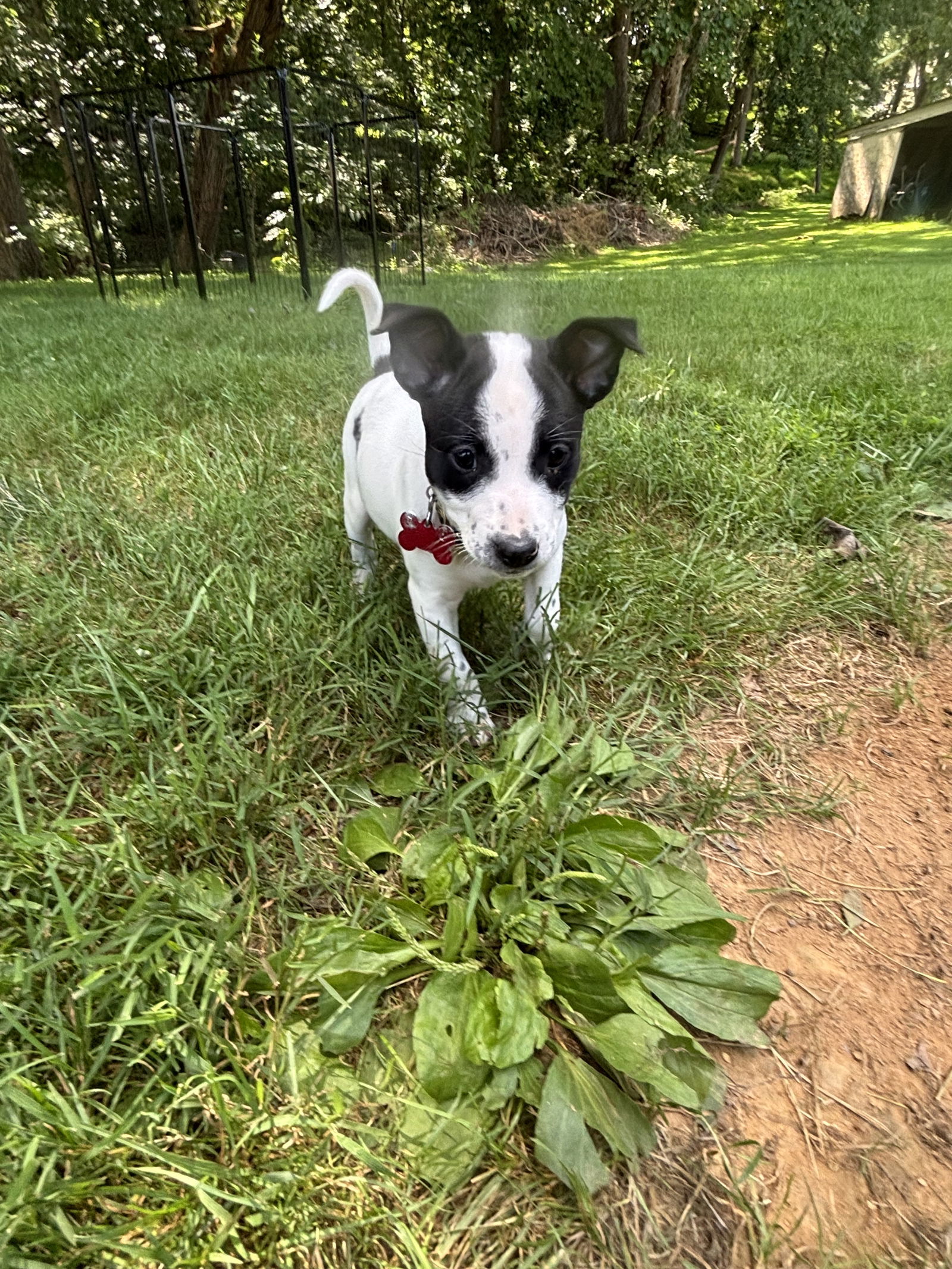 Pepper