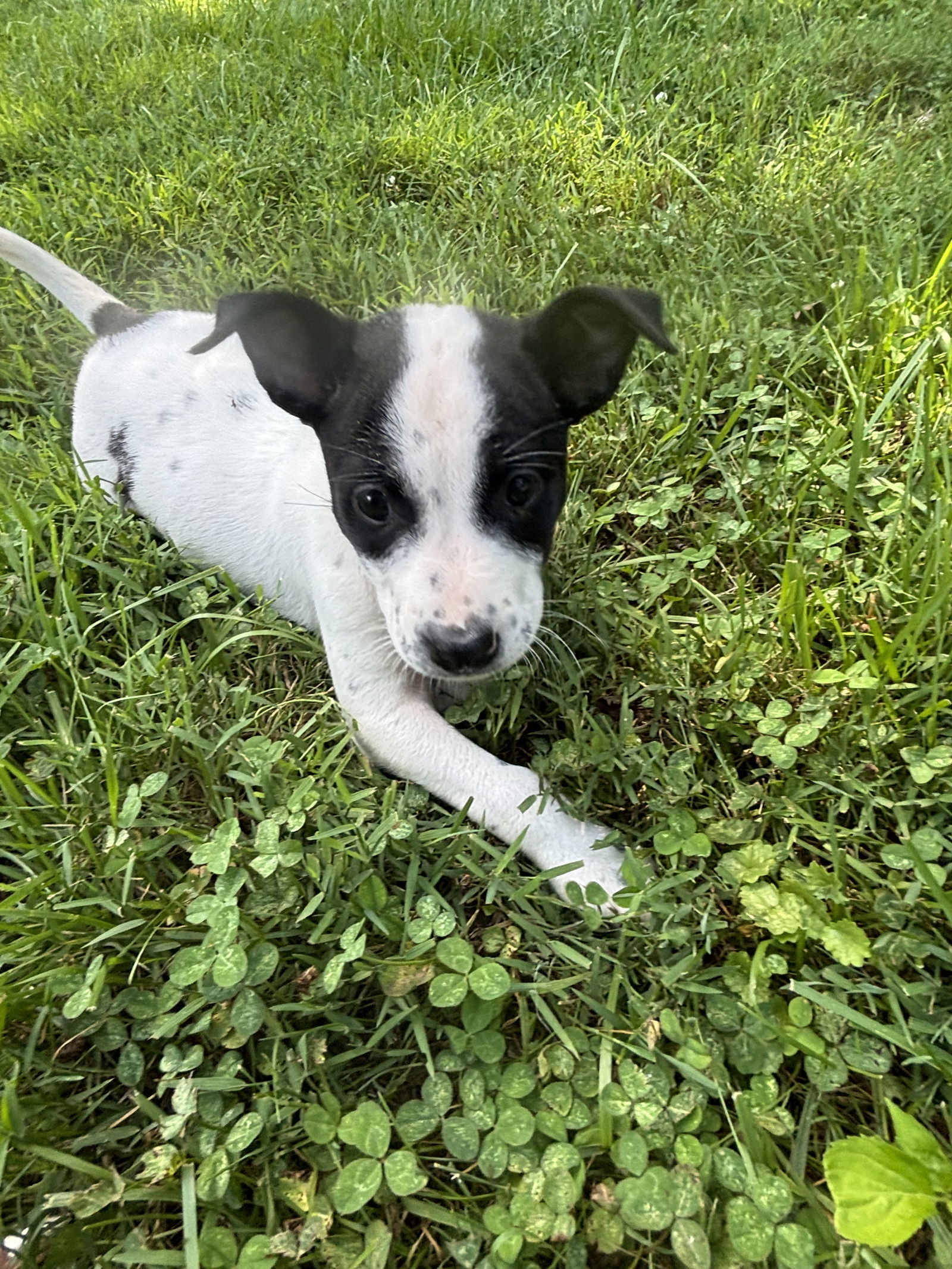 Pepper