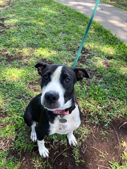 Sally, an adoptable Pit Bull Terrier, Mixed Breed in Honolulu, HI, 96826 | Photo Image 1