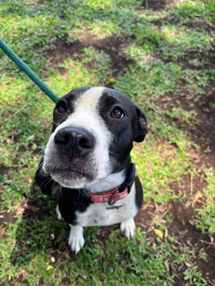 Sally, an adoptable Pit Bull Terrier, Mixed Breed in Honolulu, HI, 96826 | Photo Image 2