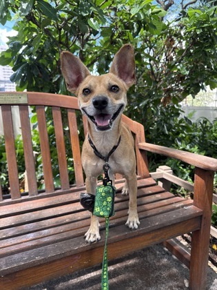Makamai, an adoptable Terrier, Mixed Breed in Honolulu, HI, 96826 | Photo Image 1