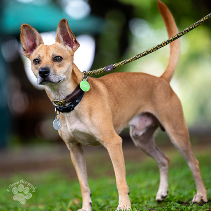 Makamae, an adoptable Terrier, Mixed Breed in Honolulu, HI, 96826 | Photo Image 1