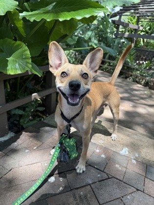 Makamai, an adoptable Terrier, Mixed Breed in Honolulu, HI, 96826 | Photo Image 2