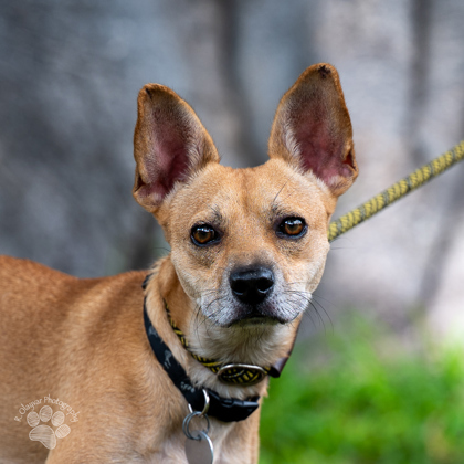 Makamae, an adoptable Terrier, Mixed Breed in Honolulu, HI, 96826 | Photo Image 2