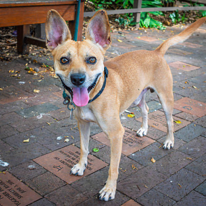 Makamae, an adoptable Terrier, Mixed Breed in Honolulu, HI, 96826 | Photo Image 3