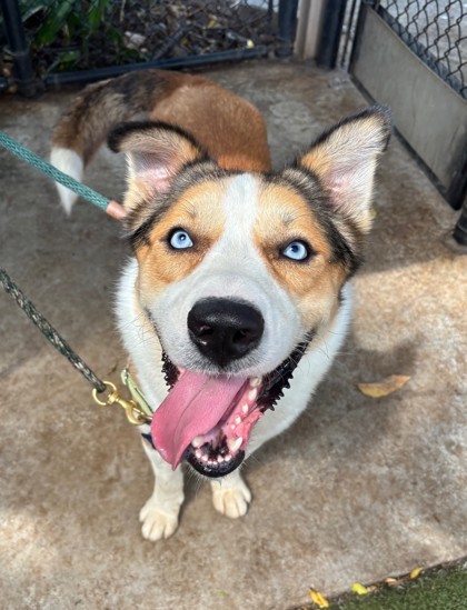 Luke, an adoptable Australian Shepherd, German Shepherd Dog in Honolulu, HI, 96826 | Photo Image 1