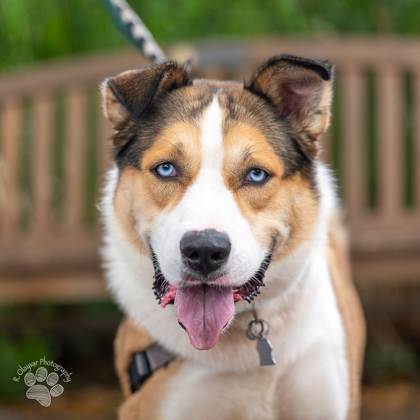 Luke, an adoptable Australian Shepherd, German Shepherd Dog in Honolulu, HI, 96826 | Photo Image 1