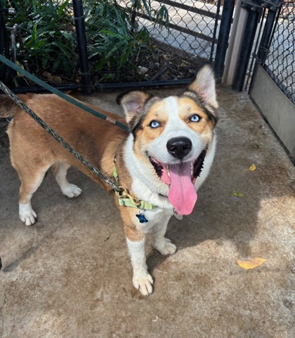 Luke, an adoptable Australian Shepherd, German Shepherd Dog in Honolulu, HI, 96826 | Photo Image 2