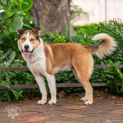 Luke, an adoptable Australian Shepherd, German Shepherd Dog in Honolulu, HI, 96826 | Photo Image 2