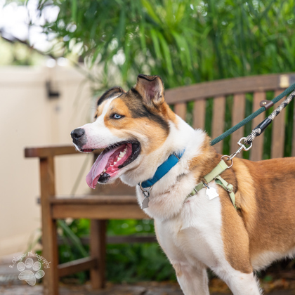 Luke, an adoptable Australian Shepherd, German Shepherd Dog in Honolulu, HI, 96826 | Photo Image 3