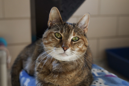 Bonnie
