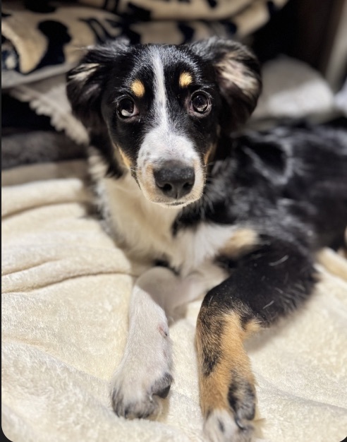 Rosie