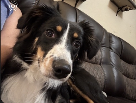 Rosie