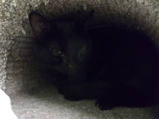 Blackie Chan