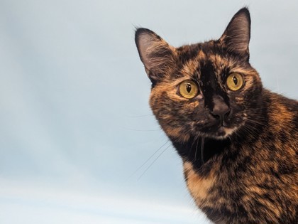 Talula