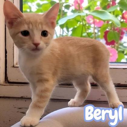 Beryl