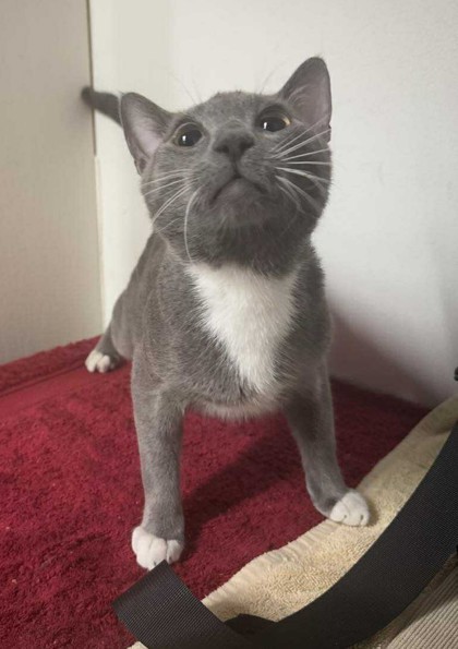 Maestro