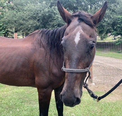 Epona