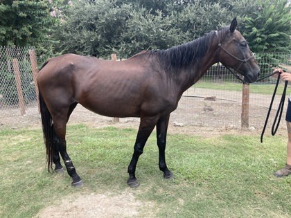 Epona