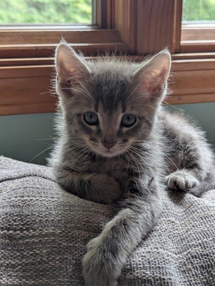 Biscuits