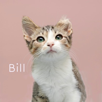 Bill