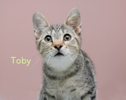 Toby