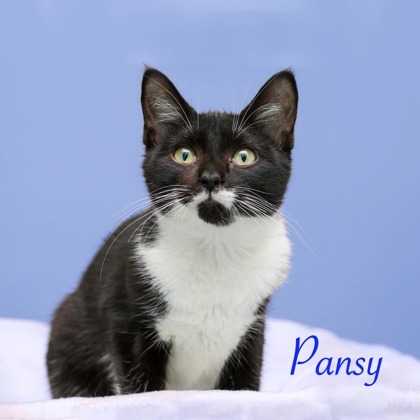 Pansy