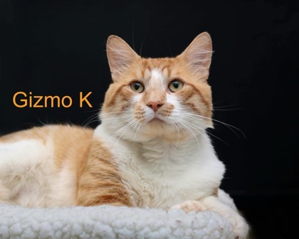 Gizmo
