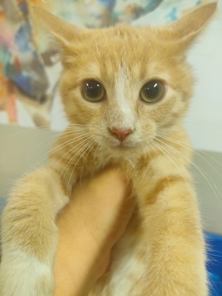 Udon $25 fostered see note