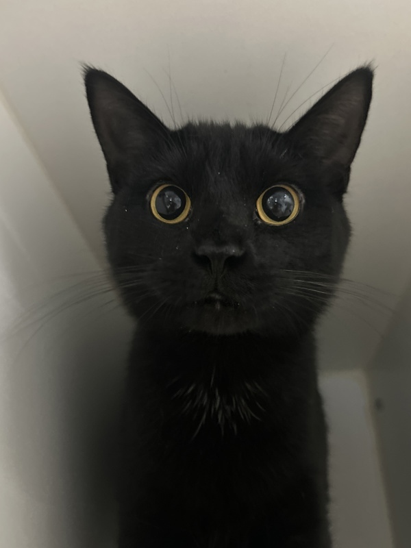 The Little Black Cat