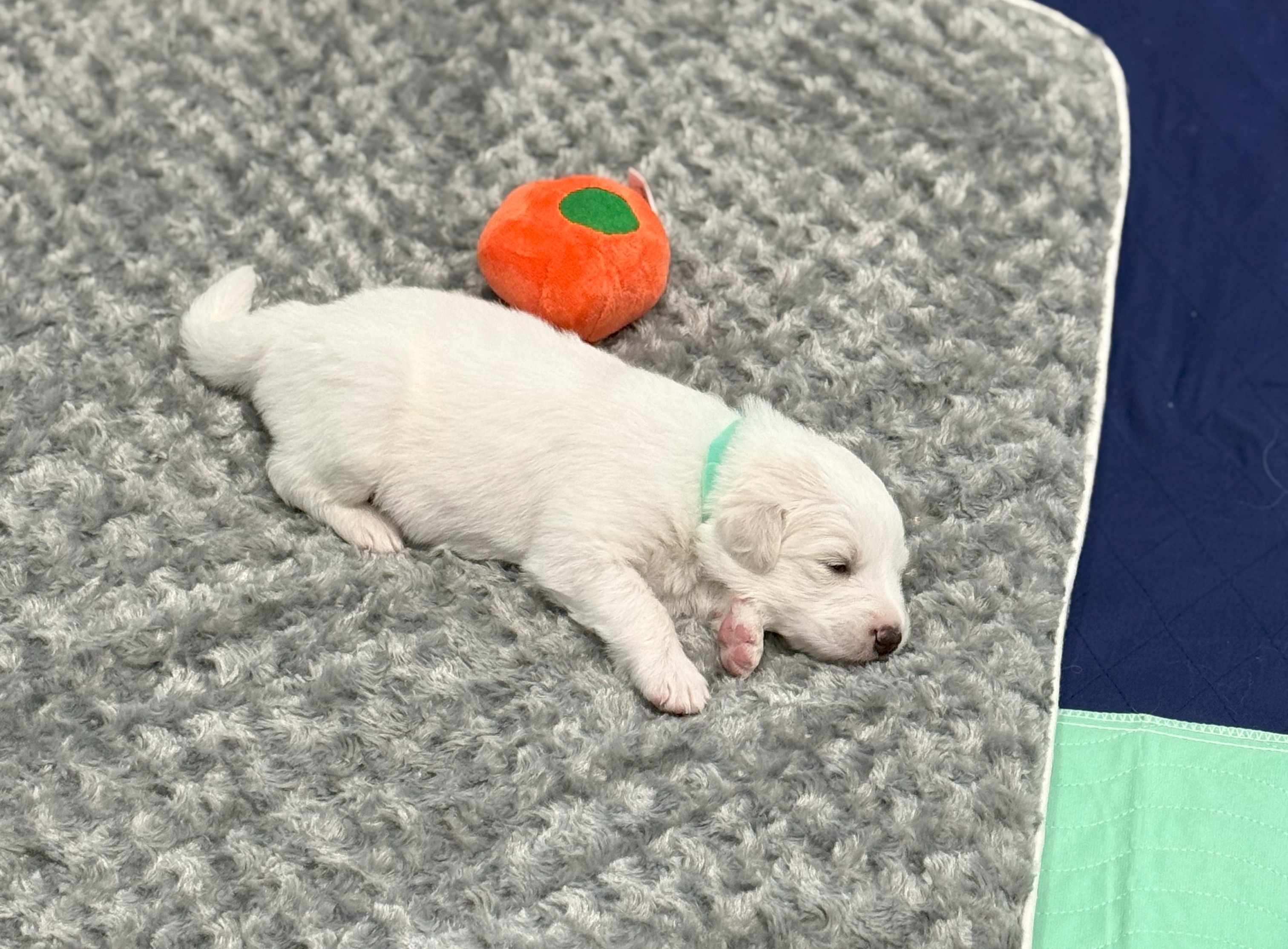 Ahsoka SAT The Star Wars Litter