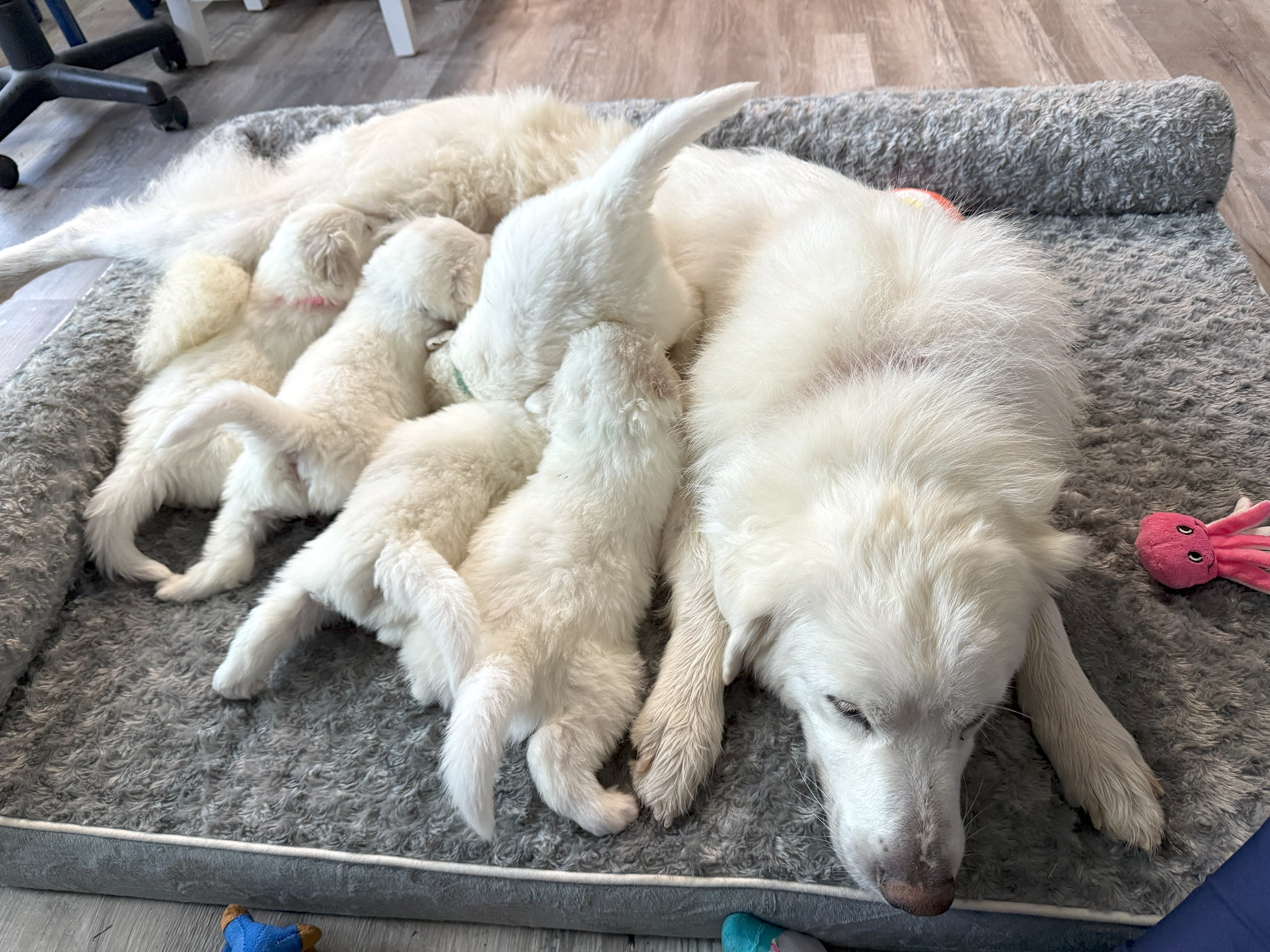 Ahsoka SAT The Star Wars Litter