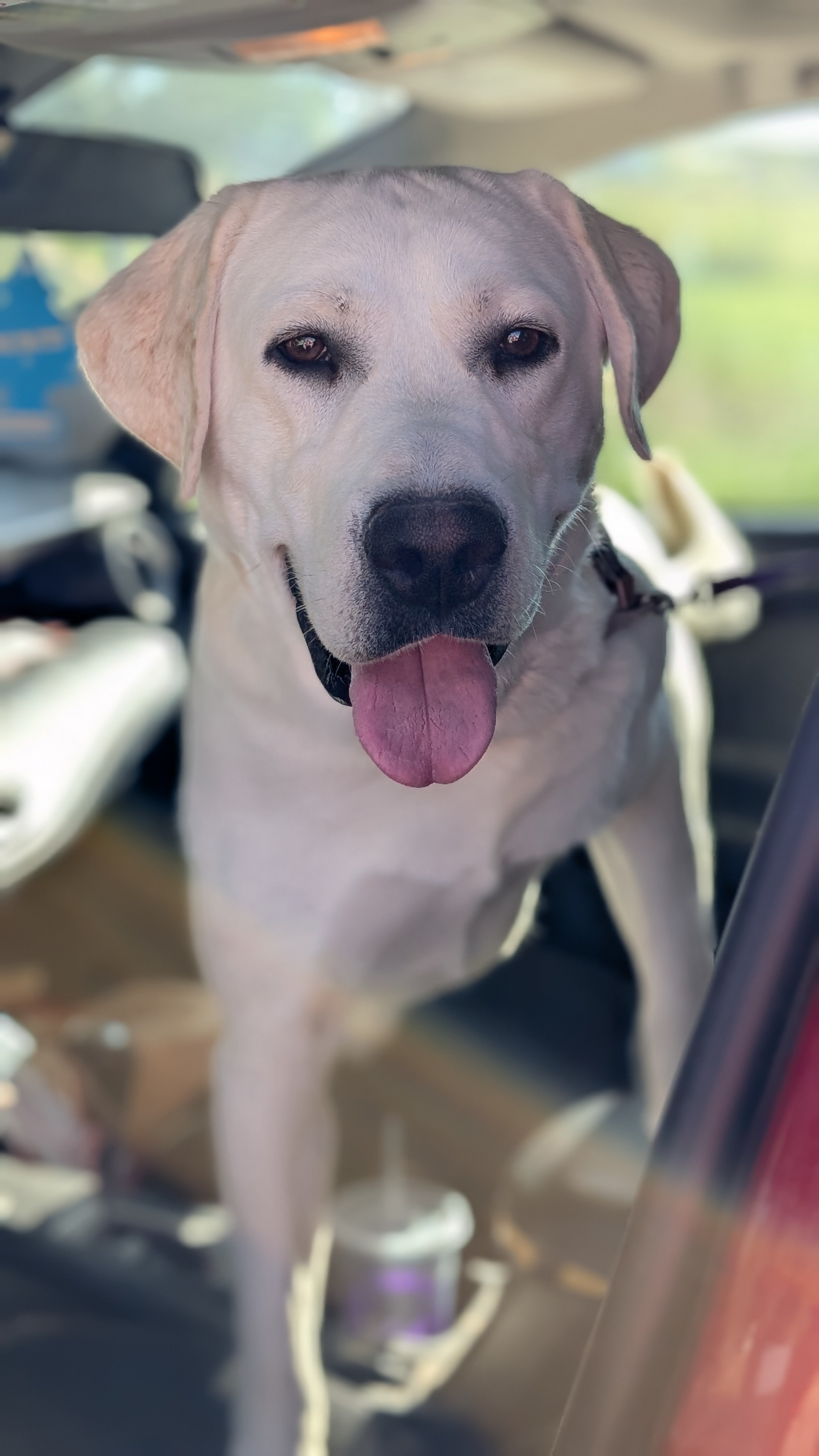 Bucky Barnes, an adoptable Labrador Retriever in Castle Dale, UT, 84513 | Photo Image 1
