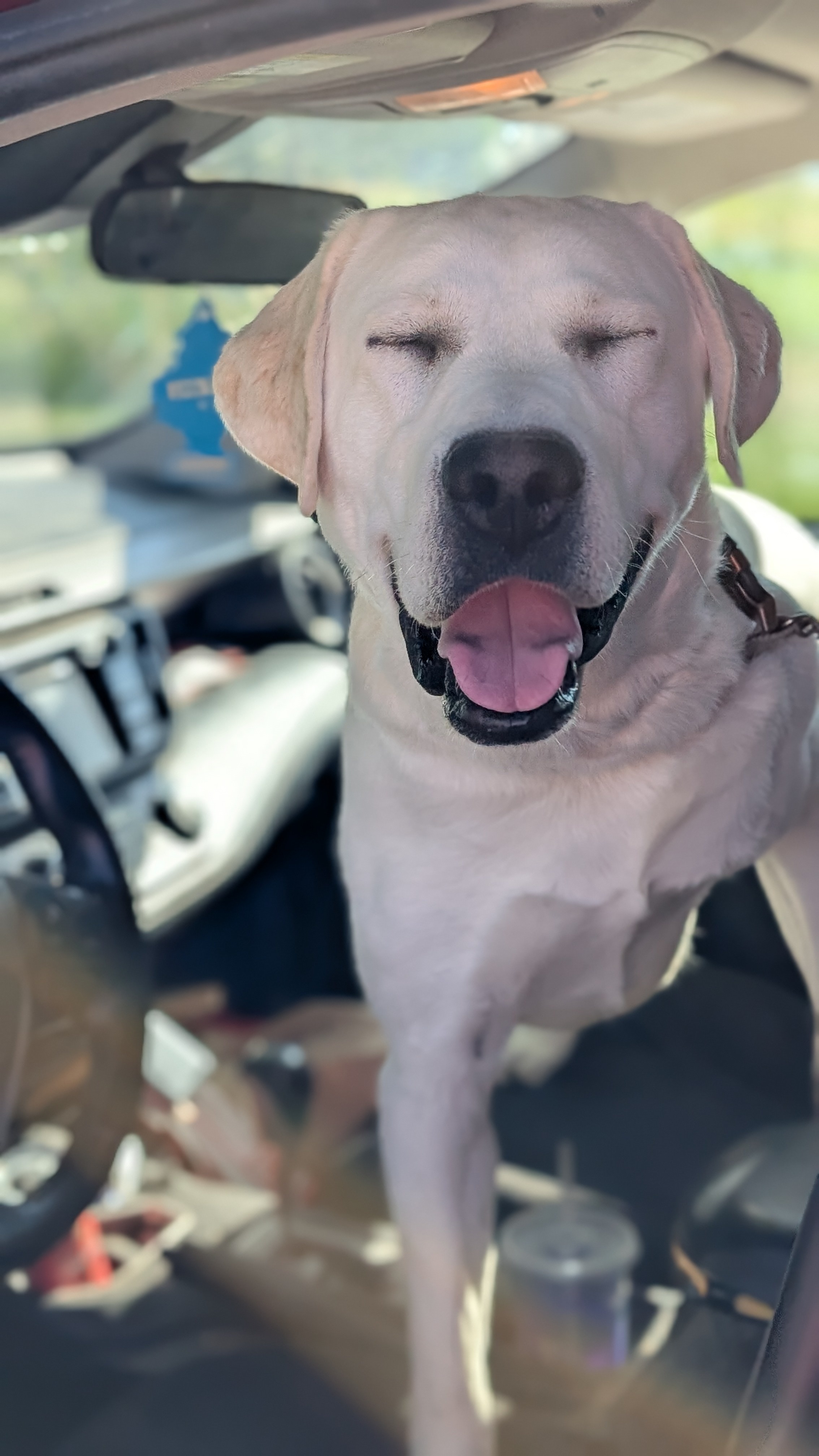 Bucky Barnes, an adoptable Labrador Retriever in Castle Dale, UT, 84513 | Photo Image 2