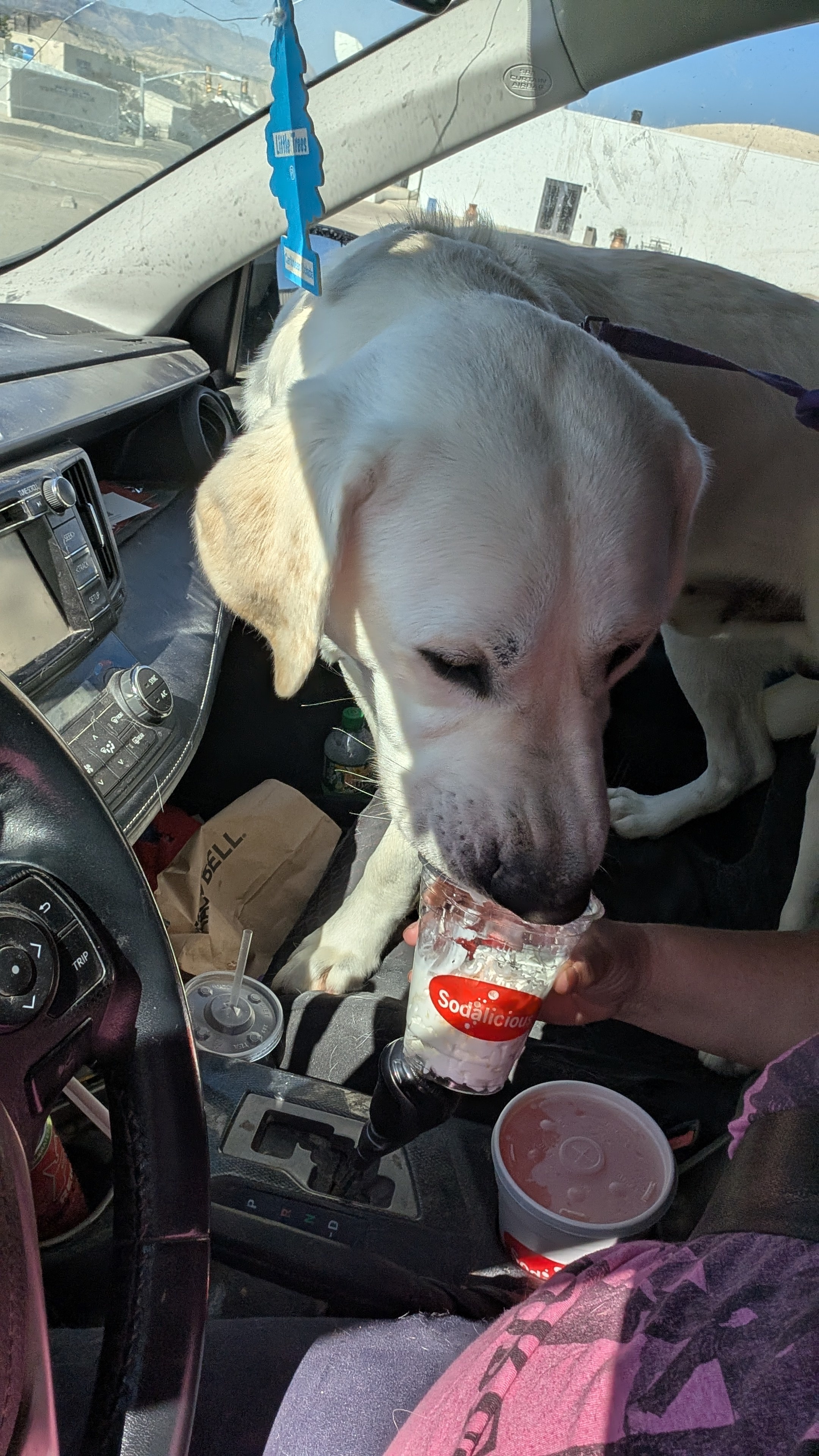 Bucky Barnes, an adoptable Labrador Retriever in Castle Dale, UT, 84513 | Photo Image 3