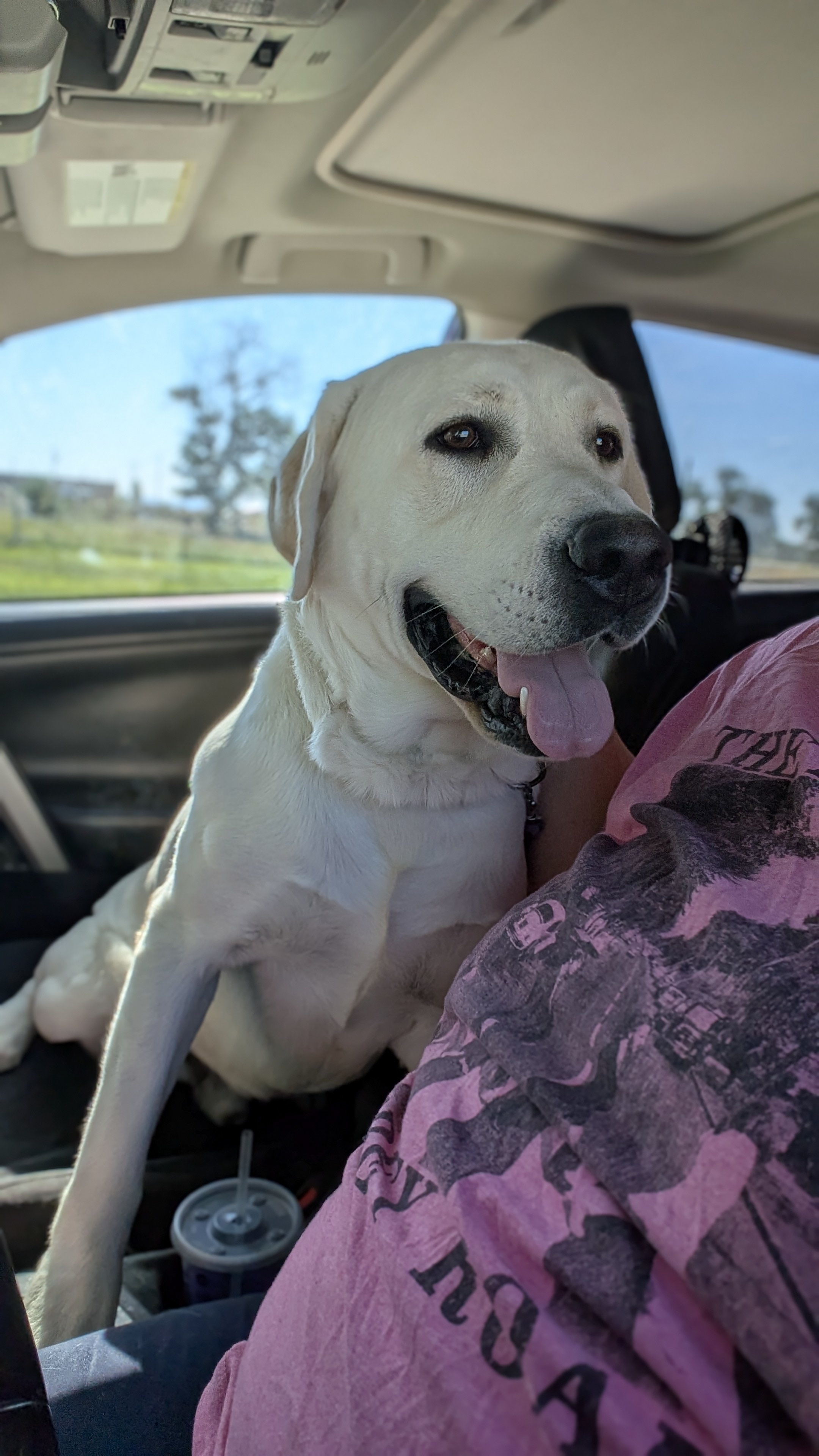 Bucky Barnes, an adoptable Labrador Retriever in Castle Dale, UT, 84513 | Photo Image 4